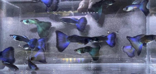 Image 8 of Guppy Moscow Purple or green. Bristol. 4 fish £15