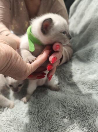 Image 10 of 5 Male Siamese kittens for sale - 2 LEFT - RED and GREEN
