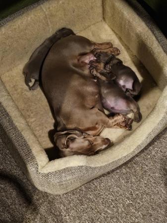 Image 13 of Kc registered pra clear miniature dachshunds