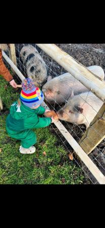 Image 1 of 4 friendly pet pigs (3 male, 1 female)