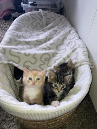 Image 9 of Beautiful Siamese X kittens