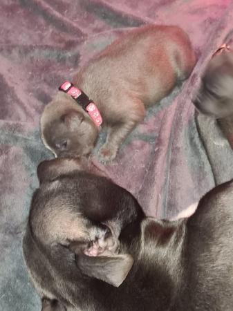 Image 1 of Kc registered Blue Staffordshire bull Terriers