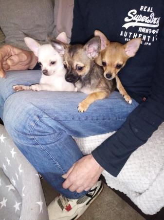 Image 10 of very small chihuahua pups for sale  only 1 boy n 1 girl left