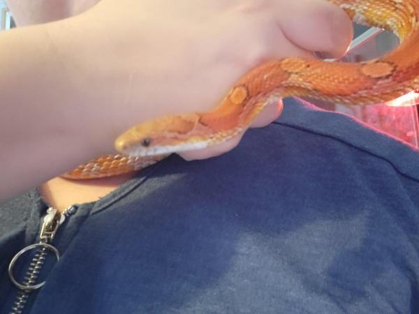 Image 2 of Beautiful corn snake, believed to be male