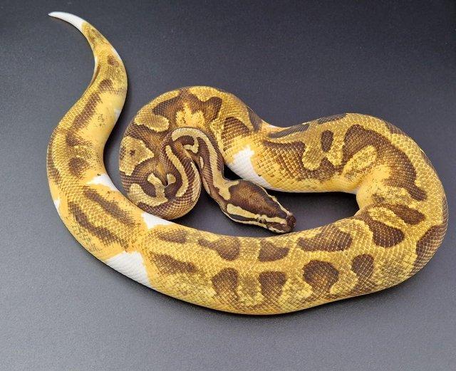 Preview of the first image of Enchi Yellow Belly Pied Male Ball Python 220105.