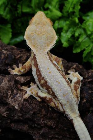 Image 4 of Dark Red Lilly white Female crested gecko