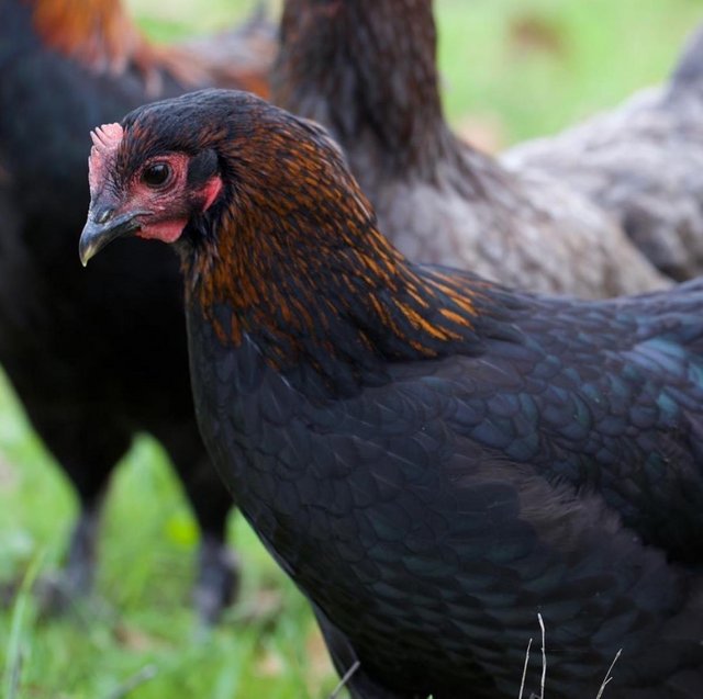 Preview of the first image of French Copper Black Marans - Point of Lay Hens - Free Range.