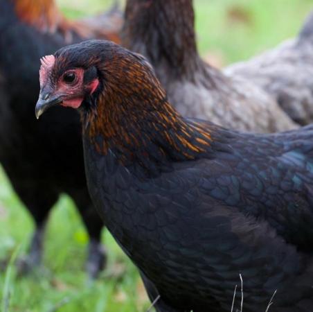 Image 1 of French Copper Black Marans - Point of Lay Hens - Free Range