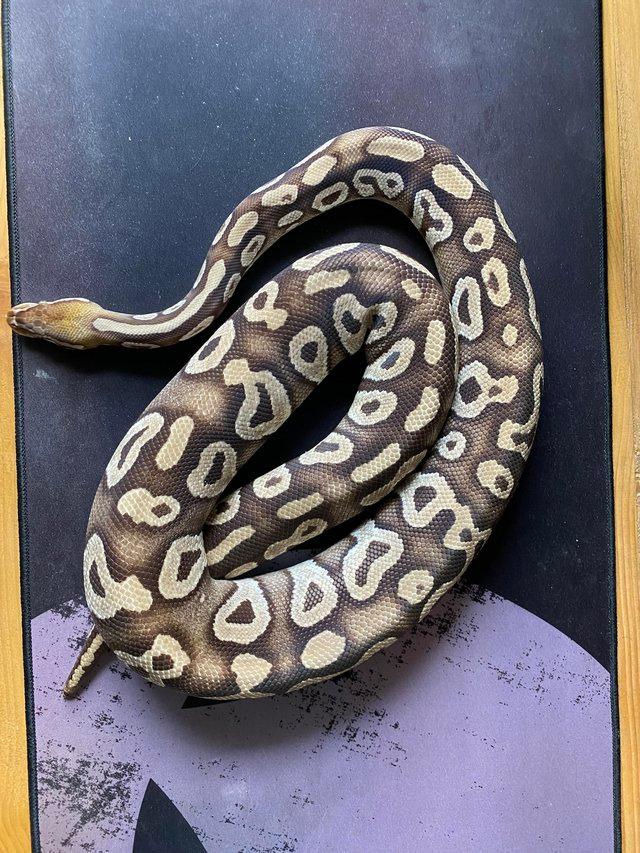 Preview of the first image of Royal / Ball python, Pastave (female).