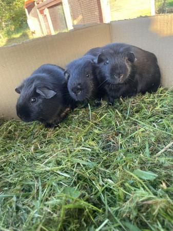 Image 2 of black male guinea pigs for sale
