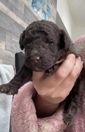 Image 4 of Toy poodle puppies for sale