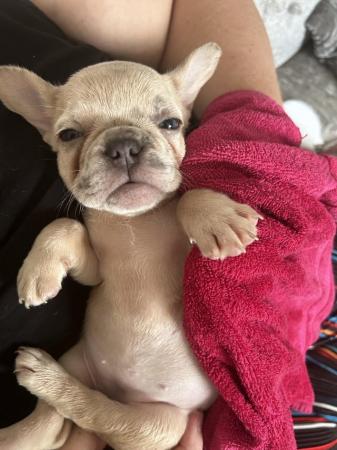 Image 1 of Absolutely stunning litter of French bulldogs.