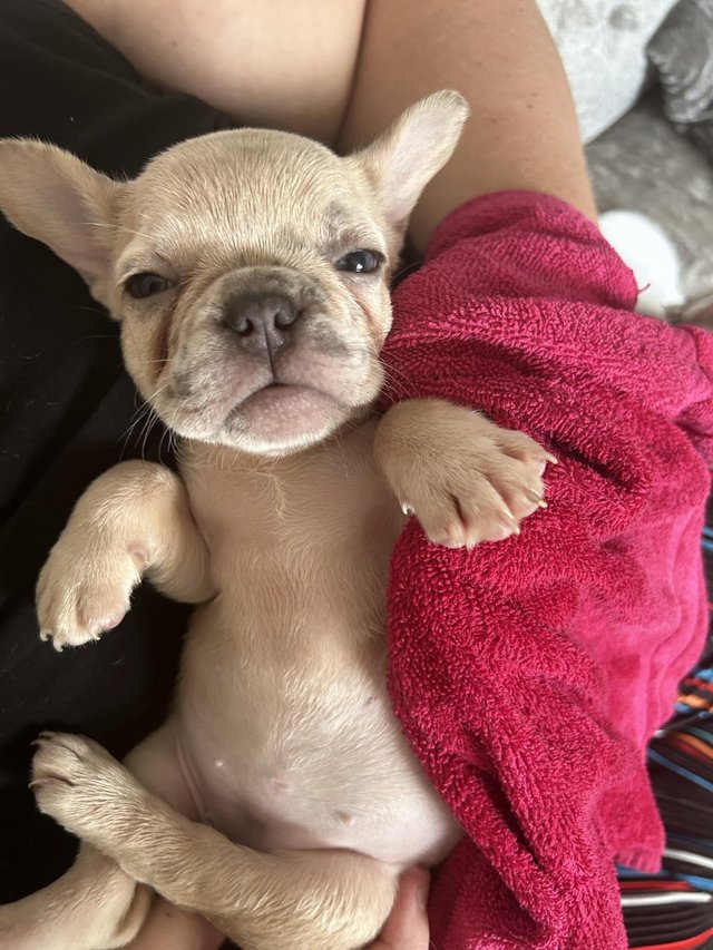 Preview of the first image of Absolutely stunning litter of French bulldogs..
