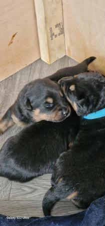 Image 2 of Chunky fluffy Shepweiler puppies