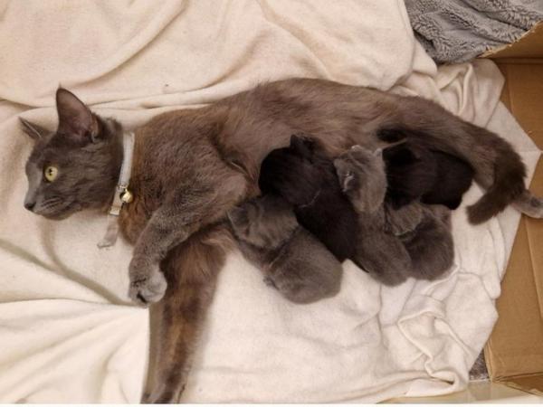 Image 2 of 3 beautiful Russian blue cross grey kittens
