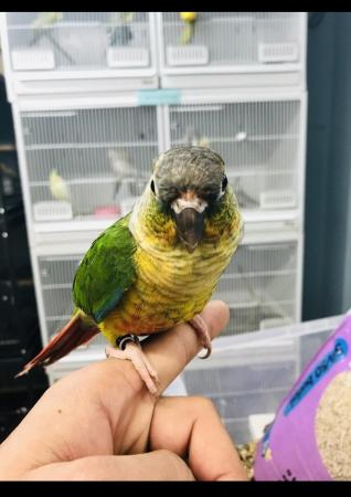 Image 5 of Baby Conure talking parrot
