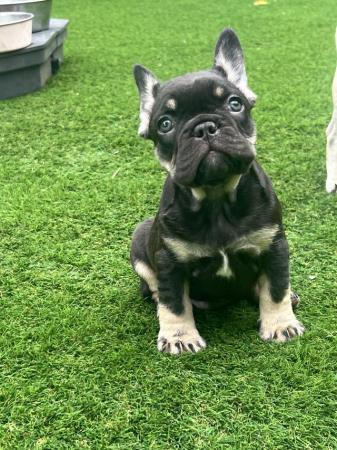 Image 11 of 8 week old French Bulldog boys ready for loving home