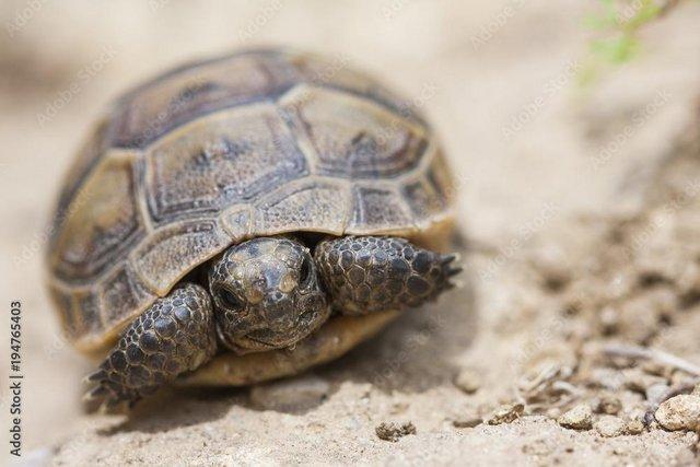 Image 5 of CB Baby Greek Spur-thighed Tortoises for sale