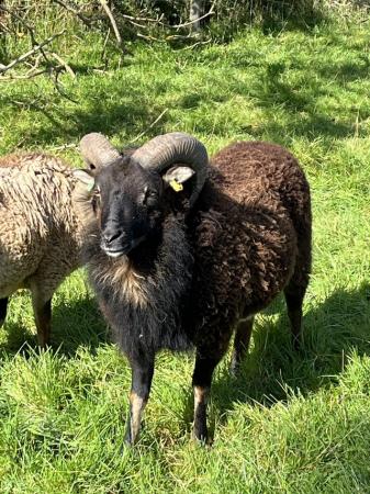 Image 1 of Soay rams & ewes various ages for sale