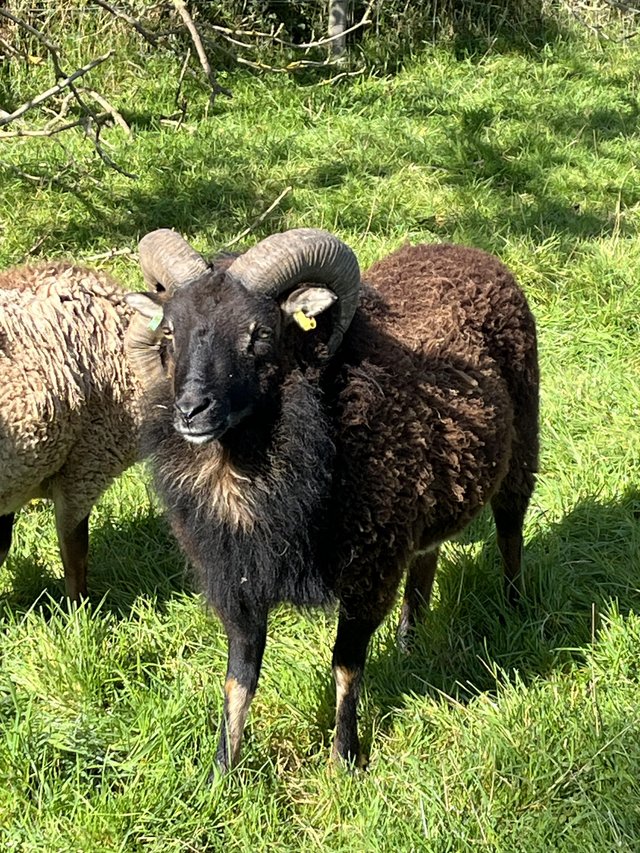 Preview of the first image of Soay rams & ewes various ages for sale.
