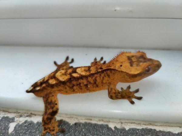 Image 16 of baby crested Geckos for sale..