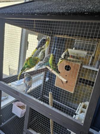 Image 5 of Cockatiels and budgies for sale