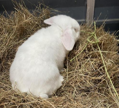 Image 3 of Young adult white mini lop buck