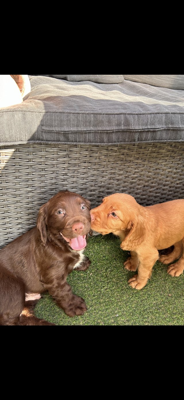 Preview of the first image of Beautiful cocker spaniel pups.