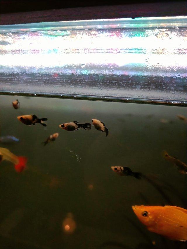 Preview of the first image of Lots of baby Molly's (tropical fish).