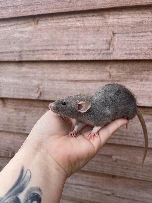 Preview of the first image of 9week old male/female Dumbo rats READY NOW.