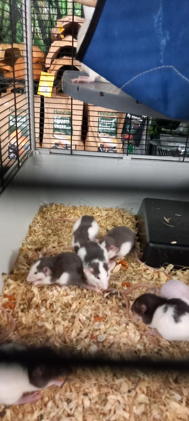 Preview of the first image of Gorgeous baby dumbo rats.