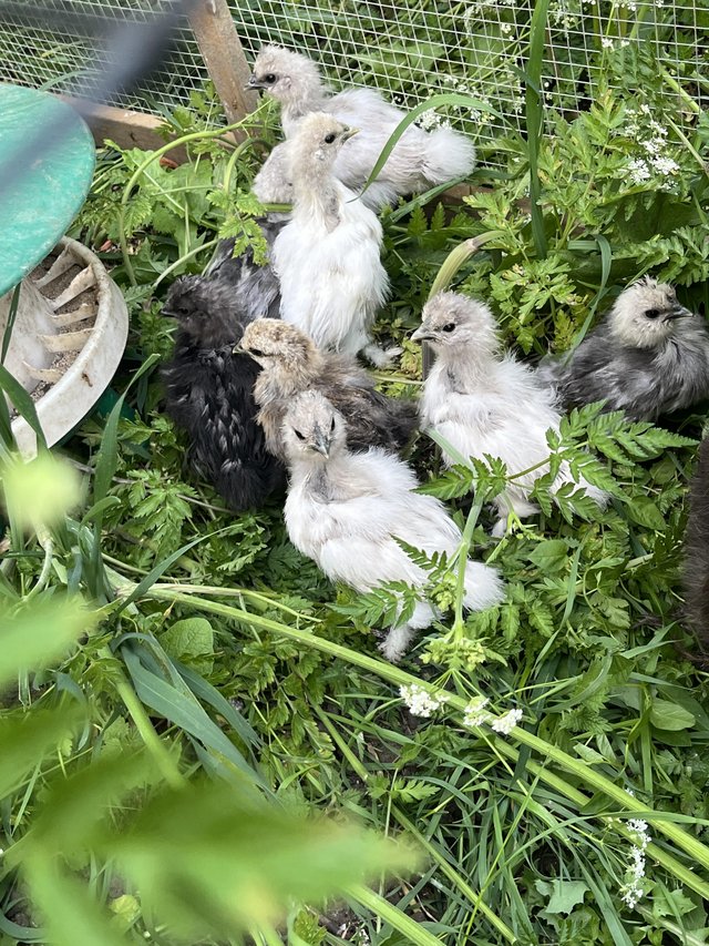 Preview of the first image of Silkies chicks 4 weeks old..