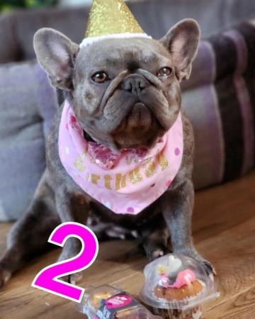 Image 5 of 2 year old French bulldog female for loving home