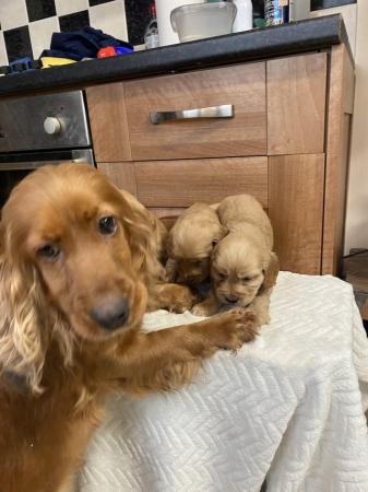 Image 3 of Stunning red cockapoo pups