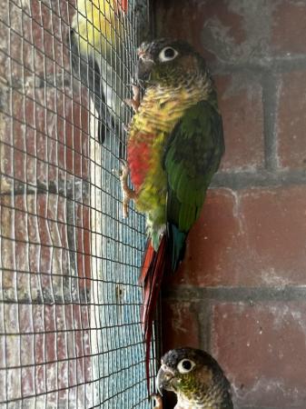 Image 5 of DNA tested conures for sale