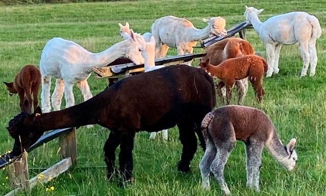 Image 1 of Alpaca girls starter herd available now