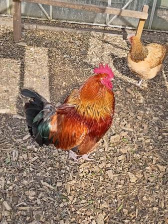 Image 2 of Red sussex cock proven 18 month old