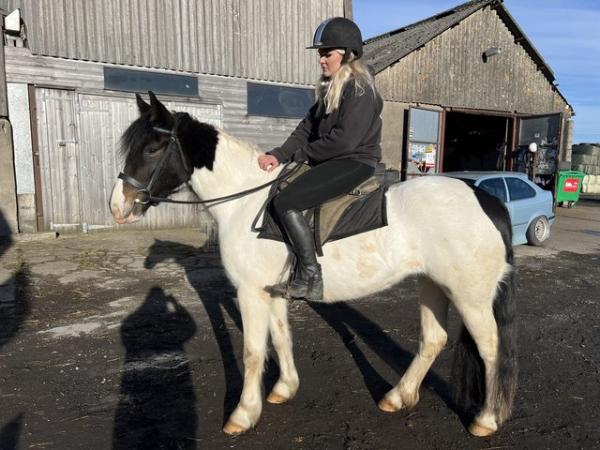 Image 2 of Pony 4yr old mare welsh type horse