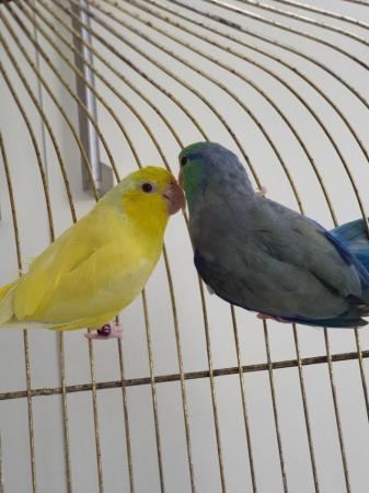 Image 6 of Breeding pair of parrotlet for sale.