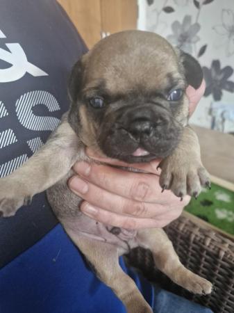 Image 17 of KC Registered French Bulldog Puppies