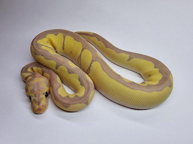 Preview of the first image of Banana Clown Royal / Ball Python Male.