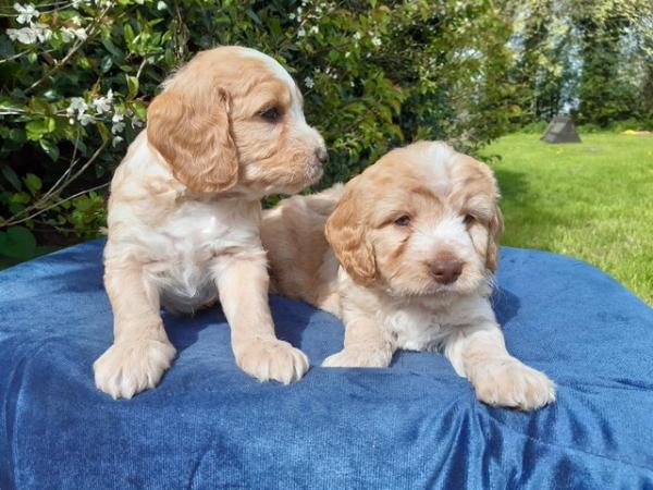 Image 22 of COCKAPOO PUPPIES TOP QUALITY.