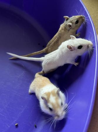 Image 8 of Male Gerbils with Glass Tank