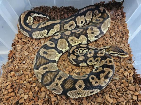 Image 3 of Pastel Yellowbelly 100% het Pied Female Royal Ball Python
