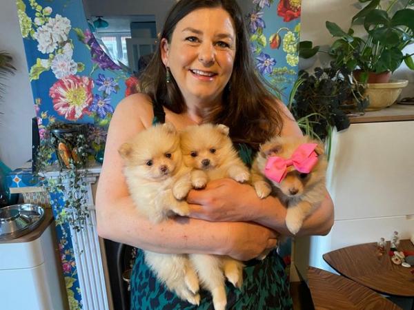 Image 16 of Pomeranian puppies Now Ready !