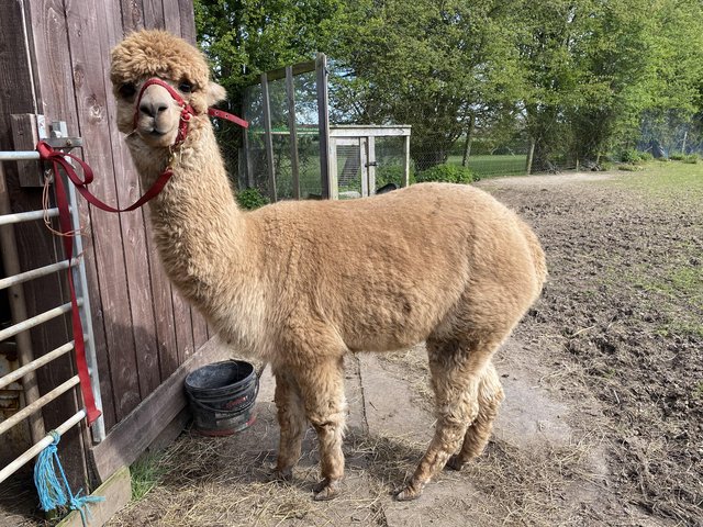 Preview of the first image of 2 x BAS pedigree registered breeding female Huacaya alpacas.