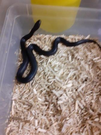 Image 4 of Mexican king snakes, ,children pythons