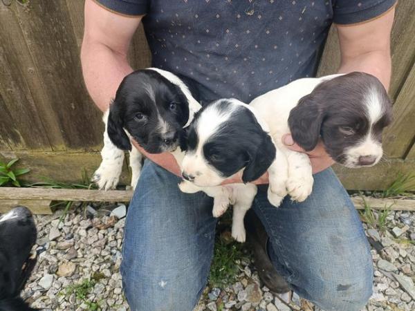 Image 5 of Beautiful springers puppies