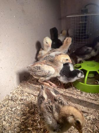 Image 13 of Aseel chicks for sale very  healthy