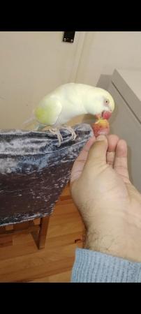 Image 5 of Albino Ringneck Parrot HAND TAME DOES NOT BITE